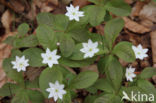 Chickweed Wintergreen (Trientalis europaea)