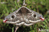 Emperor Moth (Saturnia pavonia)