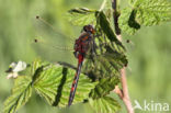 Northern White-faced darter (Leucorrhinia rubicunda)