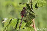 Noordse witsnuitlibel (Leucorrhinia rubicunda)