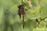 Noordse witsnuitlibel (Leucorrhinia rubicunda)