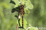 Northern White-faced darter (Leucorrhinia rubicunda)