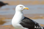 Kleine Mantelmeeuw (Larus fuscus)