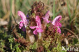 Heidekartelblad (Pedicularis sylvatica)