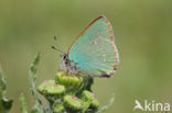 Green Hairstreak (Callophrys rubi)