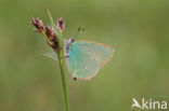 Groentje (Callophrys rubi)