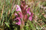 Heidekartelblad (Pedicularis sylvatica)