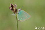 Green Hairstreak (Callophrys rubi)