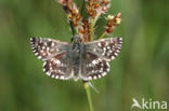 Grizzled Skipper (Pyrgus malvae)