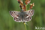 Grizzled Skipper (Pyrgus malvae)