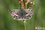 Grizzled Skipper (Pyrgus malvae)