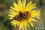 Chequered Skipper (Carterocephalus palaemon)