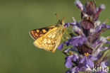 Chequered Skipper (Carterocephalus palaemon)