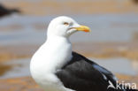 Kleine Mantelmeeuw (Larus fuscus)