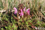 Heidekartelblad (Pedicularis sylvatica)