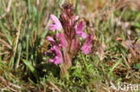 Heidekartelblad (Pedicularis sylvatica)