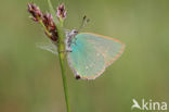 Green Hairstreak (Callophrys rubi)