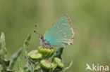 Groentje (Callophrys rubi)