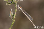 Bruine winterjuffer (Sympecma fusca)