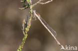 Brown Emerald Damselfly (Sympecma fusca)