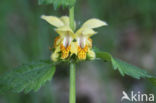 Golden Deadnettle (Galeobdolon luteum)