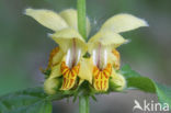 Golden Deadnettle (Galeobdolon luteum)