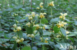 Golden Deadnettle (Galeobdolon luteum)