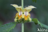 Golden Deadnettle (Galeobdolon luteum)