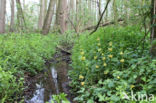 Golden Deadnettle (Galeobdolon luteum)