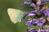 Green Hairstreak (Callophrys rubi)