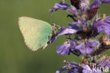 Groentje (Callophrys rubi)