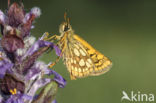 Bont dikkopje (Carterocephalus palaemon)