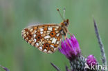 Small Pearl-Bordered Fritillary (Boloria selene)