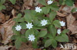 Chickweed Wintergreen (Trientalis europaea)