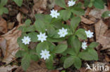 Zevenster (Trientalis europaea)