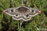 Kleine nachtpauwoog (Saturnia pavonia)