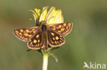 Bont dikkopje (Carterocephalus palaemon)