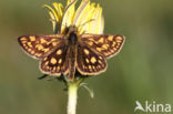 Bont dikkopje (Carterocephalus palaemon)