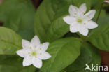 Chickweed Wintergreen (Trientalis europaea)