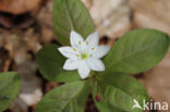 Chickweed Wintergreen (Trientalis europaea)
