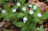 Zevenster (Trientalis europaea)