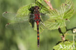 Northern White-faced darter (Leucorrhinia rubicunda)