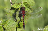 Northern White-faced darter (Leucorrhinia rubicunda)