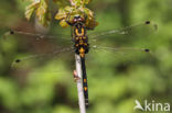 White-faced Darter (Leucorrhinia dubia)