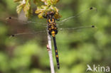 White-faced Darter (Leucorrhinia dubia)