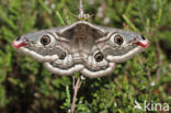 Kleine nachtpauwoog (Saturnia pavonia)