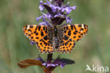 Map Butterfly (Araschnia levana)