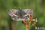 Grizzled Skipper (Pyrgus malvae)