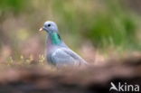 Wood Pigeon