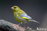 Groenling (Carduelis chloris)